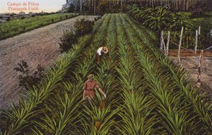 Havana, Küba: Ananas Tarlası (fotoğraf) by European Photographer