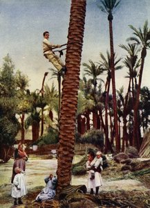 Elche palmiye bahçeleri (fotoğraf) by European Photographer