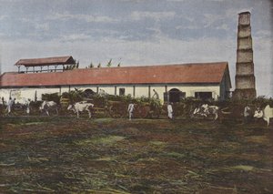 Şeker Kamışı Hasadı by European Photographer