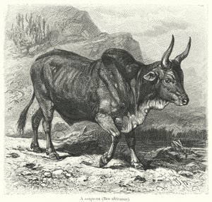 Bir sanga-öküz, Bos africanus (gravür) by European School