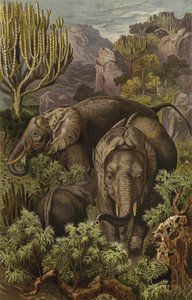 Afrika fili by European School