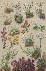 Alp florası (chromolitho) by European School