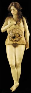 Yumurtalık hamileliğinin anatomik modeli by European School