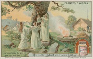 Ökse otu toplayan antik druidler by European School