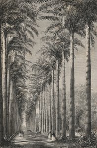 Rio-De-Janeiro Botanik Bahçesinde Palmiye Ağaçları Bulvarı (gravür) by European School