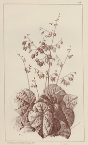 Bigonia (üyeler) by European School