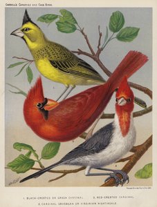 Siyah Tepeli veya Yeşil Kardinal, Kırmızı Tepeli Kardinal, Kardinal Grosbeak veya Virginian Nightingale (renkli lito) by European School