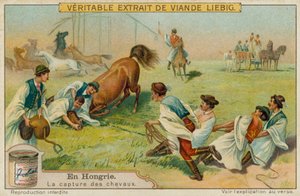 Bir at yakalamak by European School