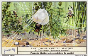 Dalış çanı örümceği (Argyroneta aquatica) (chromolitho) by European School