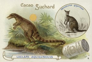 Dryptosaurus ve kanguru by European School