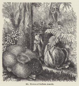 Rafflesia Arnoldi