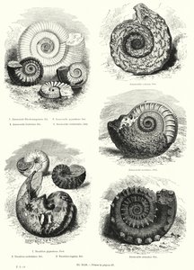 Ammonit ve nautilus (lito) fosilleri by European School
