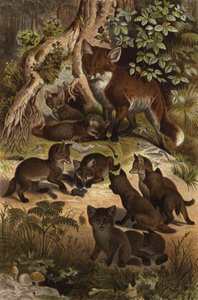 Fuchs by European School