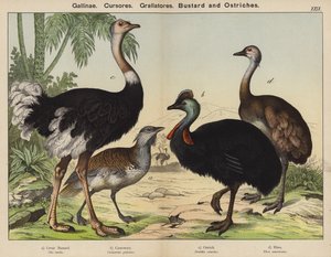 Gallinae, Cursores, Grallatores, Bustard ve Devekuşları (renkli taş) by European School