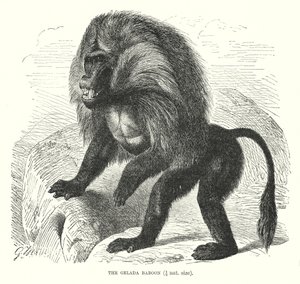 Gelada babunu (gravür) by European School