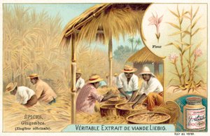 Zencefil (kromolito) by European School