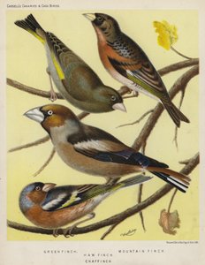 Yeşil Finch, Dağ Finch, Hawfinch, Chaffinch (renkli lito) by European School