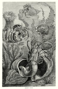 Hermit yengeçleri (gravür) by European School