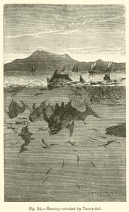 Tunny-fish tarafından saldırıya uğrayan ringa balığı (gravür) by European School
