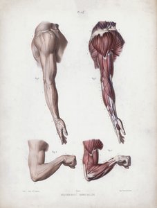 İnsanın Dış Formlarının Anatomisi için İllüstrasyon: Erkek kol ve eller (renkli lito) by European School