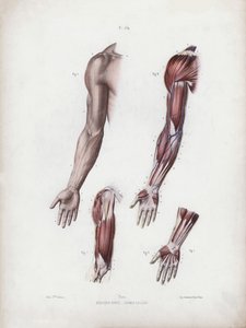İnsanın Dış Formlarının Anatomisi için İllüstrasyon: Erkek kol ve eller (renkli taş) by European School