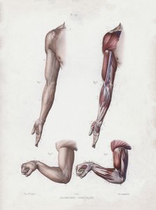 İnsanın Dış Formlarının Anatomisi için İllüstrasyon: Erkek kol ve eller (renkli taş) by European School