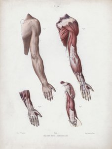 İnsanın Dış Formlarının Anatomisi için İllüstrasyon: Erkek kol ve eller by European School