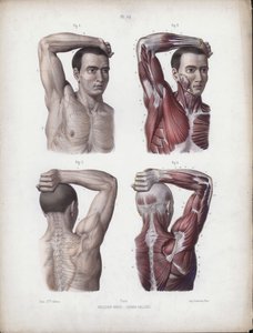 İnsanın Dış Formlarının Anatomisi için İllüstrasyon: Erkek, kol, baş ve gövde by European School