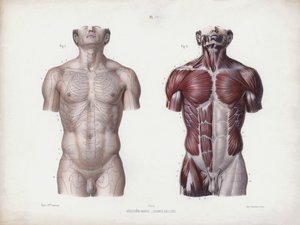 İnsanın Dış Formlarının Anatomisi için İllüstrasyon: Erkek gövde, önden görünüm (renkli taş) by European School
