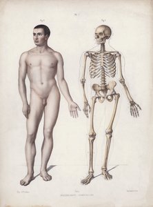 İnsanın Dış Formlarının Anatomisi için İllüstrasyon: Ayakta duran adam (renkli taş) by European School