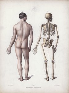 İnsanın Dış Formlarının Anatomisi için İllüstrasyon: Ayakta duran adam, arkadan görünüm (renkli taş) by European School