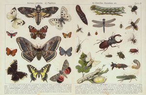 Böcekler ve diğer omurgasızlar (chromolitho) by European School