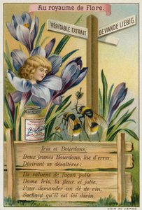 İris ve bombus arıları by European School