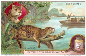 Jaguar (kromolito) by European School