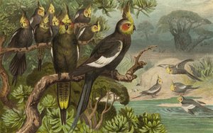 Keilschwanz-Kakadu, Corella by European School