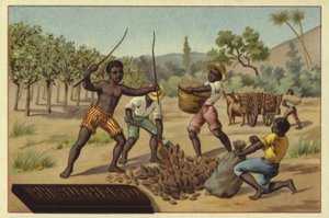 Kakao kabuklarını çuvallara yükleme, Afrika by European School