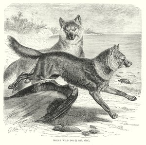Malay vahşi köpeği (gravür) by European School