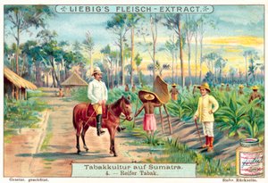 Olgun tütün bitkileri (chromolitho) by European School