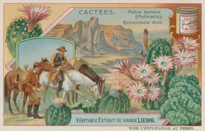 melokactus by European School