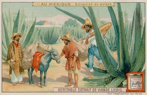 Kaktüsten Pulque Çıkaran Meksika by European School