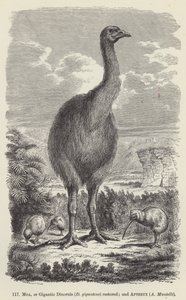 Moa veya Gigantic Dinornis (D giganteus) restore edildi; ve Apteryx, A Mantelli (gravür) by European School