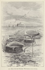 Kırmızı Flamingo Yuvaları, Phoenicopterus ruber, Cuvier (gravür) by European School