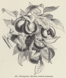 Küçük hindistan cevizi ağacı, Myristica moschata, Lamarck (gravür) by European School