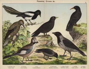 Passeres, Crows (renkli taş baskı) by European School