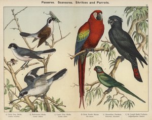 Passeres, Scansores, Shrikes ve Parrots (renkli taş baskı) by European School