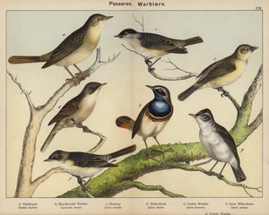 Yoldan geçenler, Warblers by European School