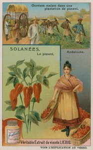 yenibahar biberi by European School