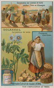 Patates by European School