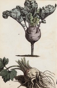 Kök sebzeler (renkli lito) by European School