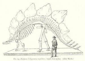Stegosaurus ungulatus (lito) iskeleti by European School